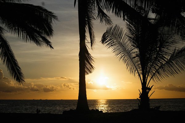 Welche häufigen Krankheiten betreffen Hunde und wie kann man sie vermeiden?